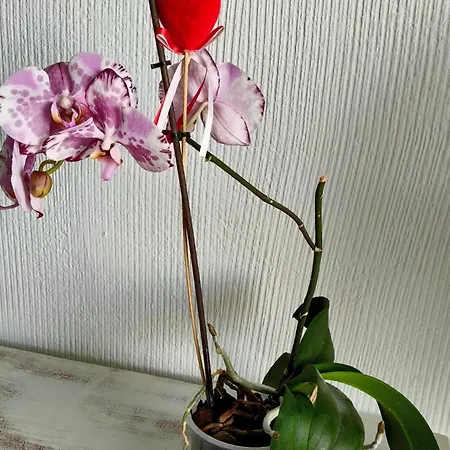 דירה Duplex Sol Y Mar