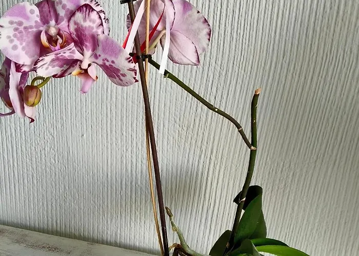 Appartement Duplex Sol Y Mar